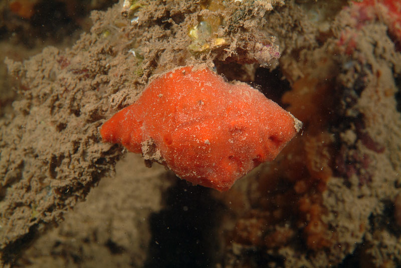 Spugne epibionti della Tegnue Adria di Chioggia